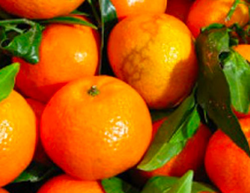 Cluster of navel oranges